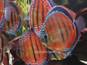 Diskus red alenqer - Symphysodon / Red Alenqer