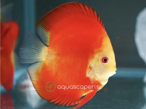 Diskus Red Melon - Symphysodon / Red Melon