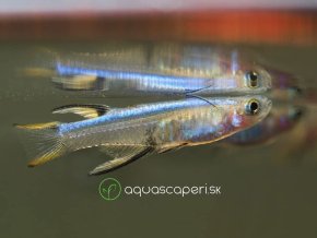 Aterinka Modrochrbtá - Pseudomugil cyanodorsalis