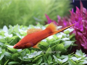 Mečúň mexický var. červená - Xiphophorus Hellerii red
