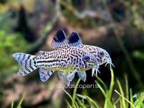Pancierniček leopardí - Corydoras julii