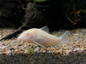 Pancierniček škvrnitý albín - Corydoras paleatus albino