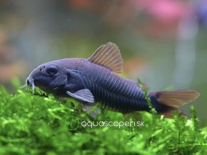 Pancierníček čierný venezuelský - Corydoras / sp. black venezuela