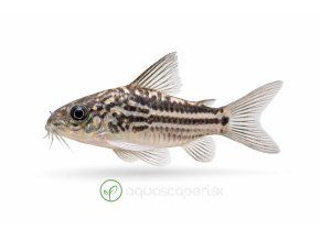 Pancierniček krásny - Corydoras / elegans