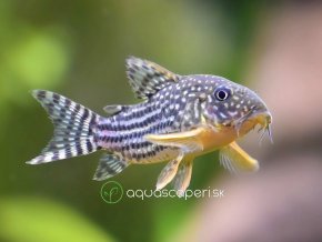 Pancierniček sterbai - Corydoras / sterbai