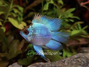 Ramirezka Modrá Balonova - Papiliochromis ramirezi / electric blue balloon