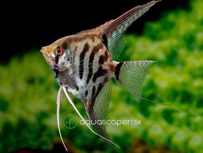 Leopard Angelfish Pterophyllum scalare