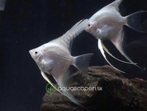 Skalár Platinum - Pterophyllum scalare / platinum white