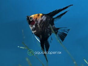 Skalár mramorový gold head - Pterophyllum scalare / marble gold head