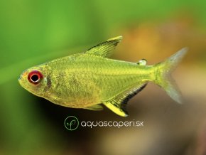 Tetra citrónová - Hyphessobrycon / pulchripinnis