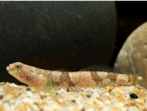 Hlaváč Dragon Micro Goby - Schismatogobius risdawatiae
