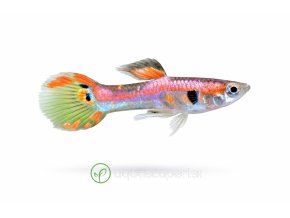 b8600c53 e4bb 4084 a5c4 7bf790e5c239