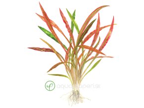 Cryptocoryne spiralis 'Red'