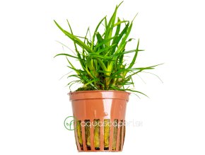 Eriocaulon sp. 'Vietnam'