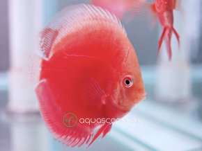 Diskus Red Valentine - Symphysodon / Red Valentine
