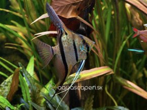 Skalár amazonský Rio Nanay - Pterophyllum scalare Rio Nanay