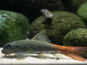 Mrenka Red Tail - Garra / redtail