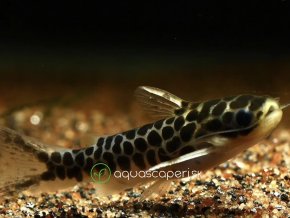 Sumček Tatia perugiae - Centromochlus perugiae