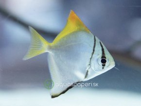 Okáč strieborný - Monodactylus / argenteus