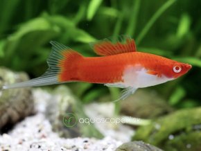Mečúň Kohaku - Xiphophorus helleri / koi kohaku