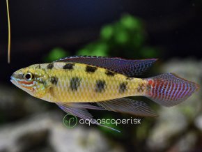 Hrebenáč škvrnitý - Dicrossus maculatus