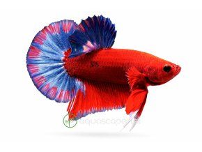 ChatGPT Image 2. 4. 2026, 18 16 48