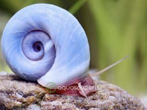 Slimák Kotuľka Avatar - Planorbella / duryi duryi
