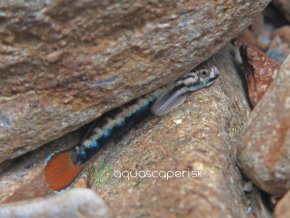 Hlaváč horský - Sicyopterus macrostetholepis