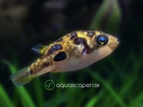 Štvorzubec trpasličí - Carinotetraodon travancoricus