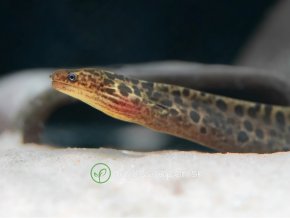 Sladkovodná Muréna - Gymnothorax / polyuranodon