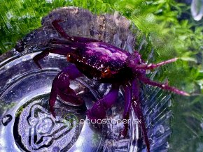 Krab Violet - Geosesarma / sp. violet