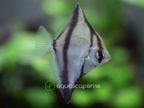 Okáč Africký - monodactylus / sebae