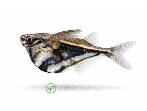 Marble hatchetfish v profile