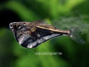 Sekernatka mramorová - Carnegiella / strigata