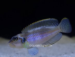 Ostriežik šnečí modrý - Lamprologus ocellatus blue