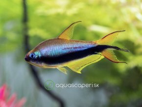 Tetra cisárska - Nematobrycon / palmeri