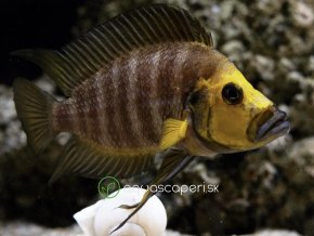Pestrenec žltohlavý - Altolamprologus compressiceps / goldhead