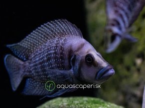 Pestrenec black fin - Altolamprologus / calvus zaire black fin