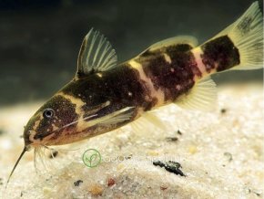 Mini Sumček Africký - Microsynodontis / batesii