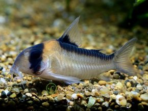 Pancierniček Adolfov - Corydoras / adolfoi
