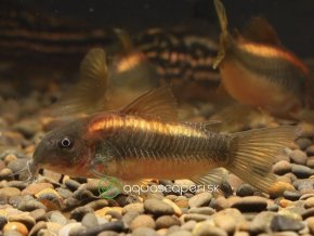 Pancierniček Red Laser - Corydoras / red laser