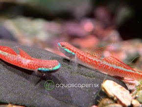 Hlaváč Goby - stiphodon / annieae