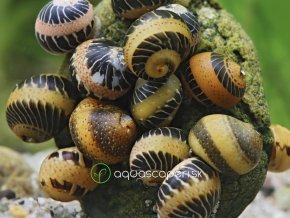 Slimák Clithon yellow Lady – Clithon sowerbianum