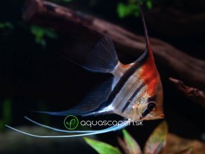 Skalár red beck - Pterophyllum scalare / manacapuru red beck
