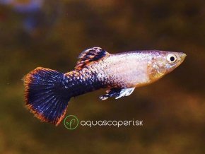 Gupka Tuxedo Pink - Poecilia reticulata / Tuxedo Pink