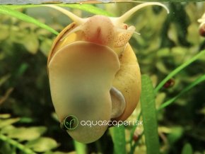 Slimák Ampulária zlatá - Ampullaria australis / gold