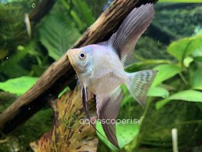 Skalár Bulgarian Green - Pterophyllum scalare / Bulgarian Green
