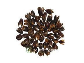 Wio Bakuli Pod