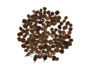 Wio Casuarina Pod