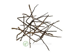 Wio Coco Branch Wood Bit